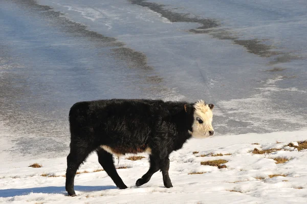 Calf in winter — Stock Photo, Image