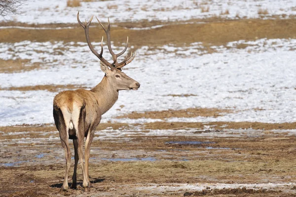 Cerf rouge — Photo