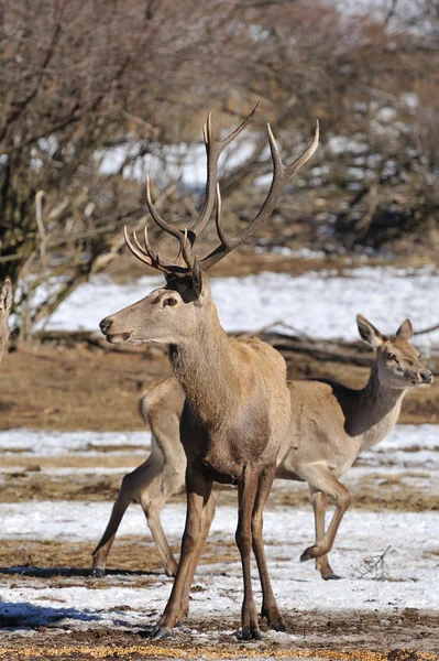 Red deer — Stock Photo, Image