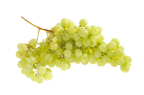 stock image Grapes