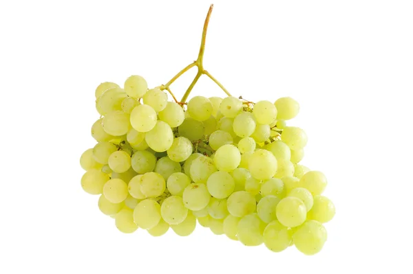 stock image Grapes