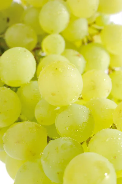 stock image Grapes