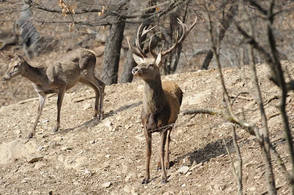 Red deer — Stock Photo, Image