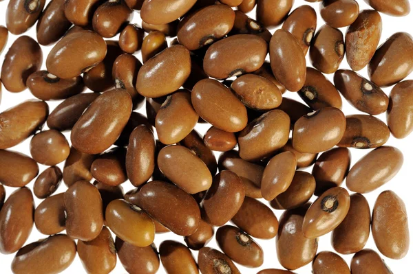 茶色の豆 — ストック写真