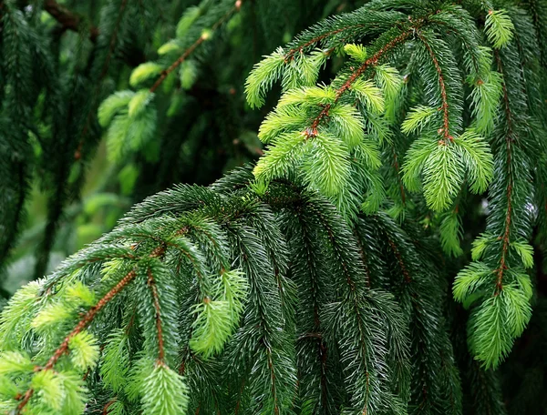 stock image Fir branch