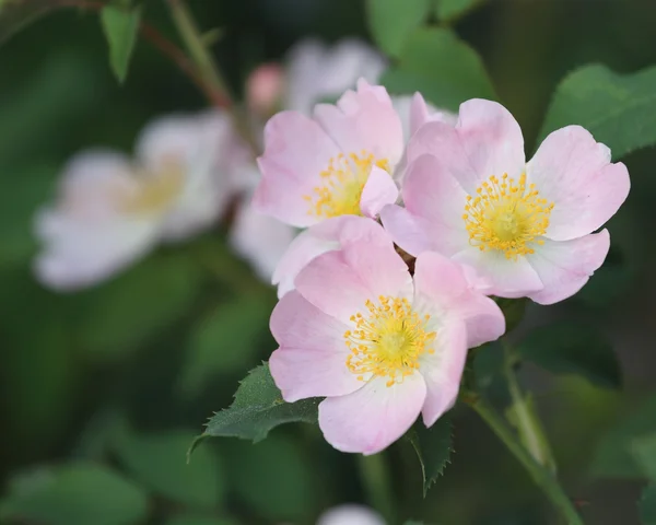 Dzikiej róży — Zdjęcie stockowe