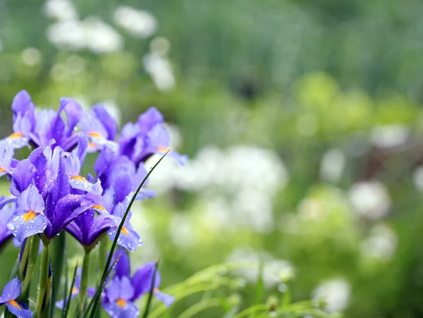 stock image Blue colored iris flower