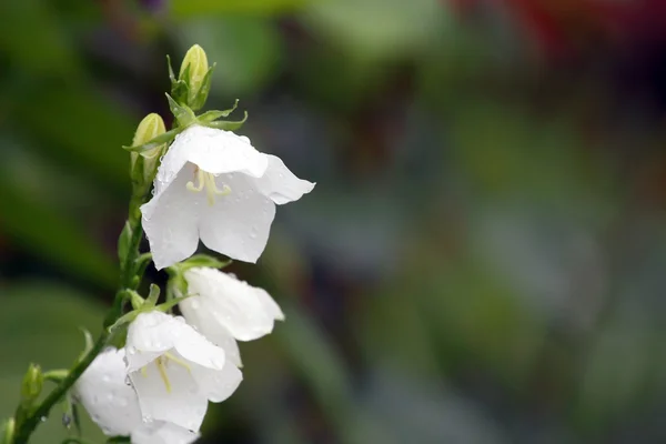 Campanula bianca — Foto Stock