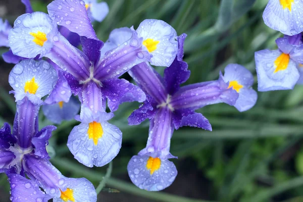 Blue colored iris flower — Stock Photo, Image