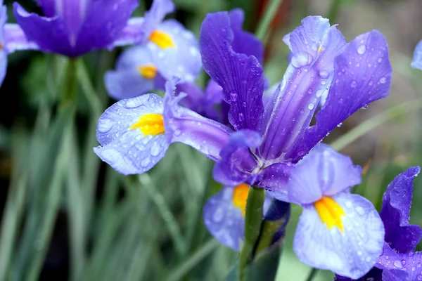 Blue colored iris flower — Stock Photo, Image