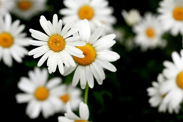 stock image Daisy flowers