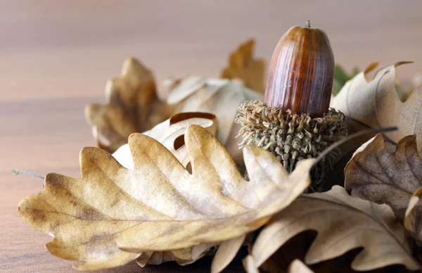 Stock image Acorn and oak leaves