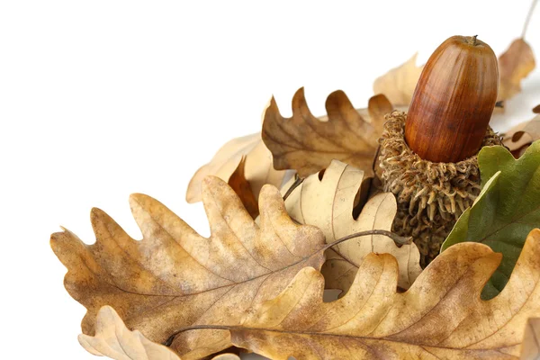 Acorn and oak leaves — Stock Photo, Image