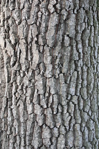 Corteccia di quercia sfondo — Foto Stock