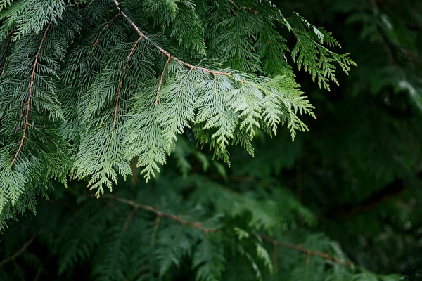 Fir träd gren — Stockfoto