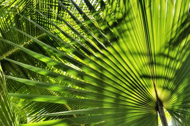 Palm leaves clipart