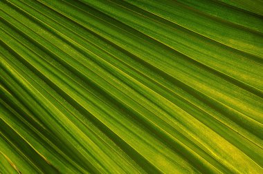 Palm Leaf clipart