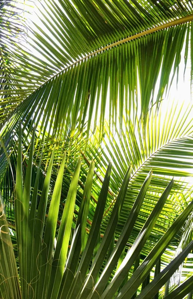 Пальмовые листья — стоковое фото