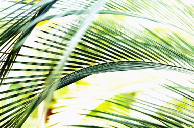 palmiye yaprağı