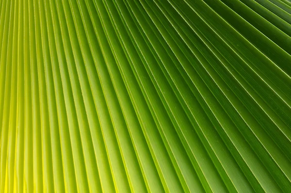 Palm Leaf — Stock Photo, Image