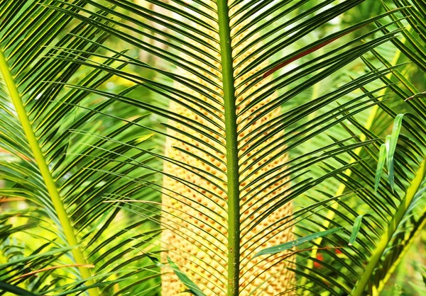 Palm verlaat — Stockfoto