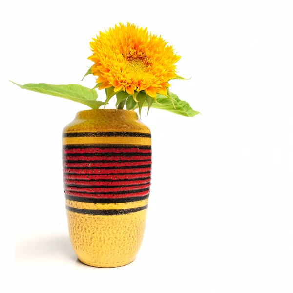 花瓶里的向日葵 — 图库照片