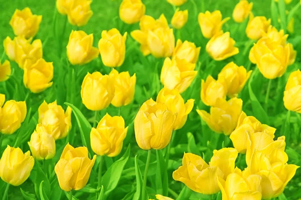 Gule tulipaner – stockfoto