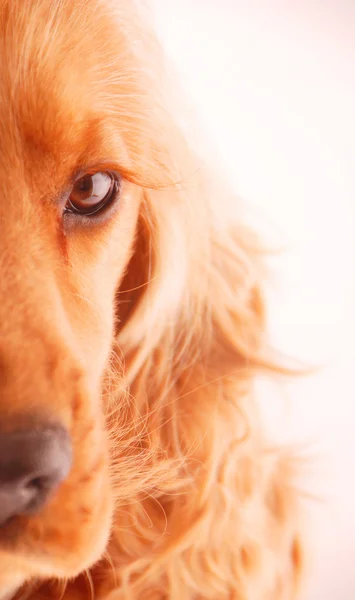 stock image Cocker spaniel