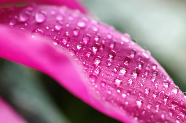 花の滴 — ストック写真