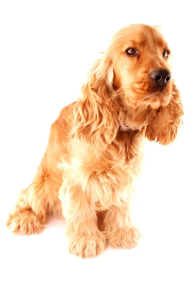 stock image Cocker spaniel