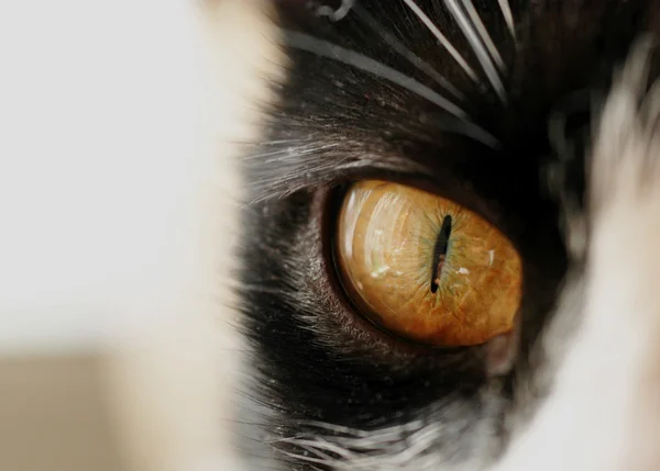 Кошачий глаз — стоковое фото