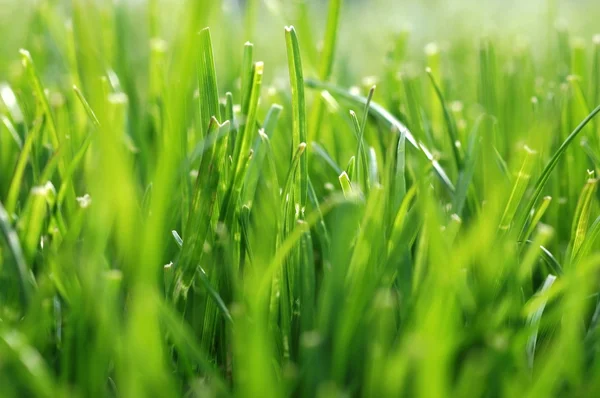 stock image Grass background