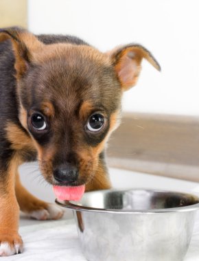 Hungry puppy clipart