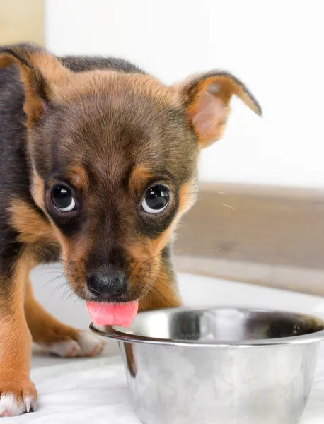 Hungry puppy — Stock Photo, Image