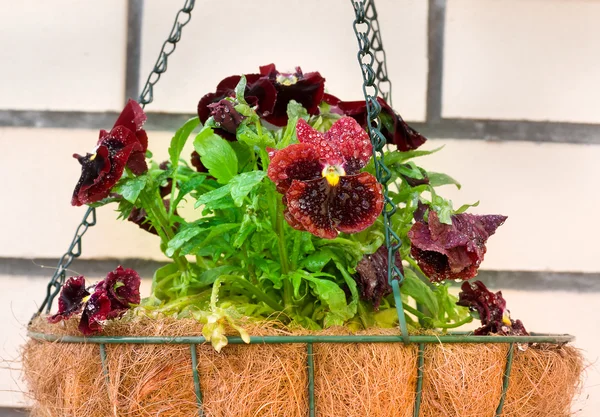 Pansies em flor cesta pendurada Fotografias De Stock Royalty-Free
