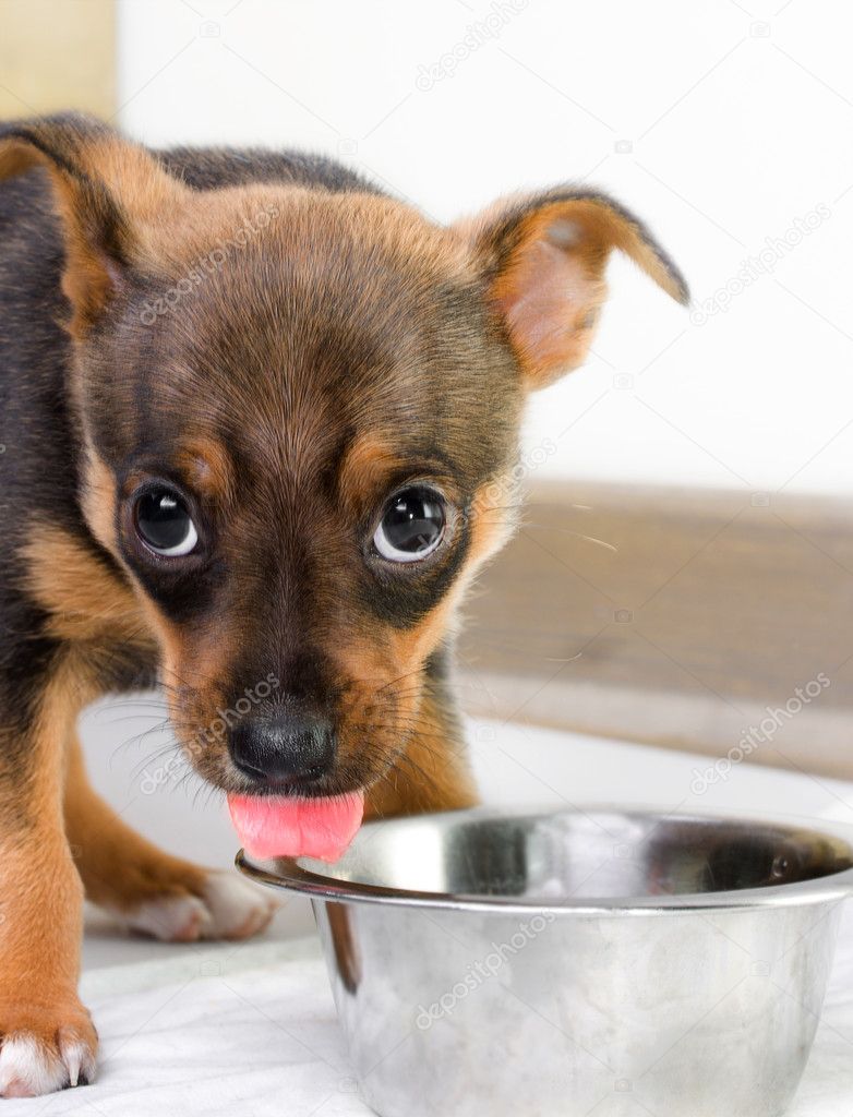 Hungry puppy