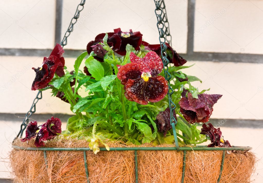 Pansies in flower hanging basket