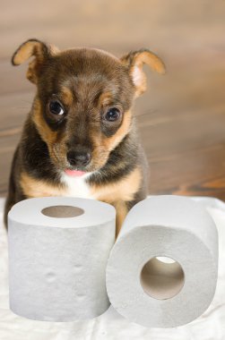 evcil hayvanınızın tuvalet eğitimi