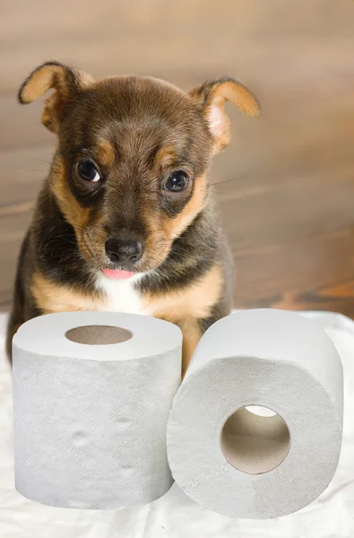 Pet's toilet training — Stock Photo, Image