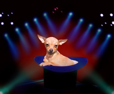 Doggy at circus clipart