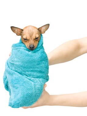 Toy terrier baby bathing clipart