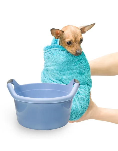 お風呂の犬ハイドロセラピー — ストック写真