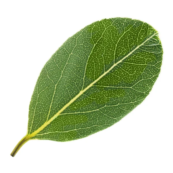 Laurel leaf — Stock Photo, Image
