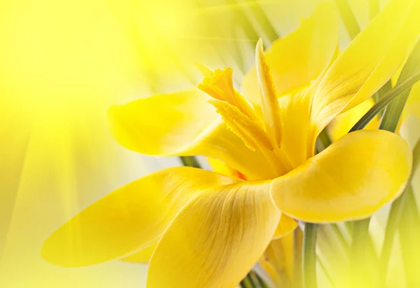 Flor de azafrán amarillo —  Fotos de Stock