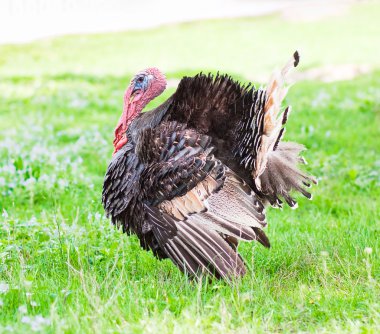 Turkey cock clipart