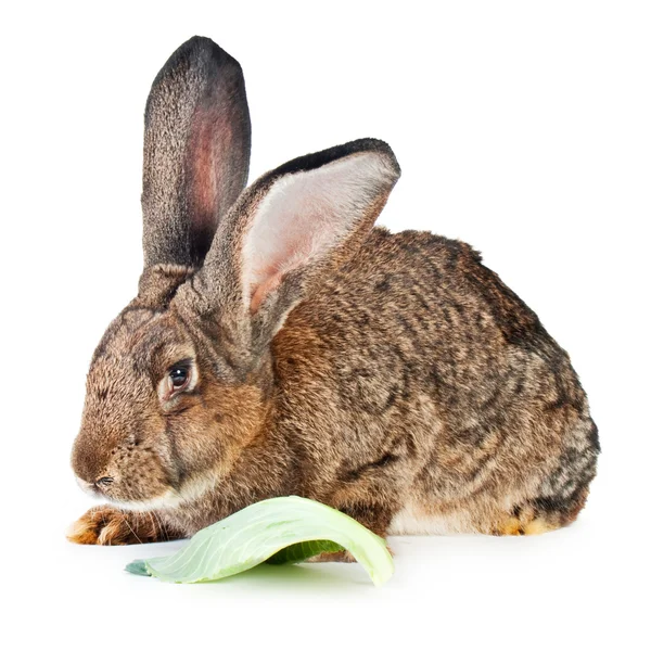 Büyük tavşan — Stok fotoğraf