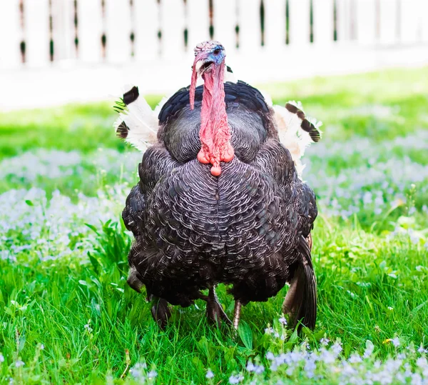 Turkey cock — Stock Photo, Image