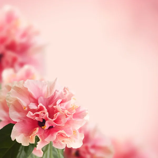 Hibiskusblüten — Stockfoto