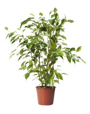 Ficus clipart