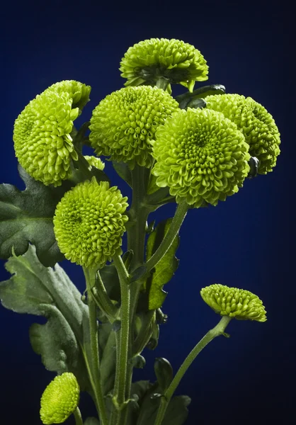 stock image Chrysanthemum